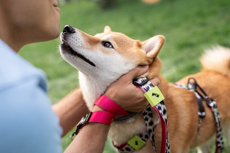 Pet-Tech 2025 im Alltagstest: GPS-Tracker, Futterautomaten & Cam-Gadgets