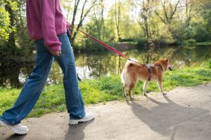 Hundetracker